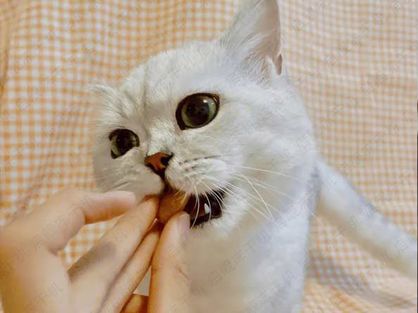 FD宠物粮食真空冻干机