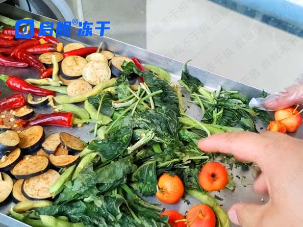  家用小型FD食品冻干机冻干瓜果蔬菜（下集） 